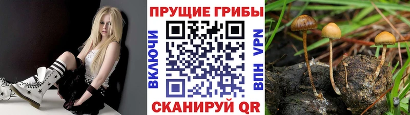 Галлюциногенные грибы прущие грибы  Заволжск 